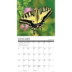 2025 Calendars|Willow Creek 2025 Butterflies 12