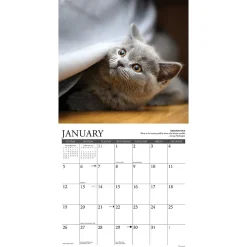 2025 Calendars|Willow Creek 2025 Cat Rules 12