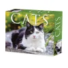 2025 Calendars|Willow Creek 2025 Cats 6" x 5.5" Day-to-Day Calendar, Multicolor (40720)