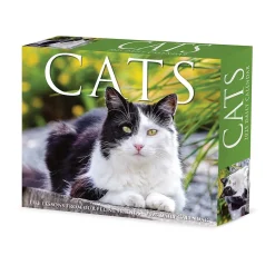 2025 Calendars|Willow Creek 2025 Cats 6" x 5.5" Day-to-Day Calendar, Multicolor (40720)