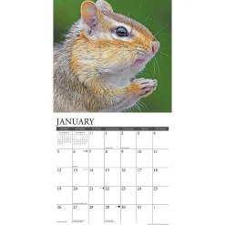 2025 Calendars|Willow Creek 2025 Chipmunks (Gone Nuts!) 12