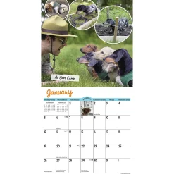 2025 Calendars|Willow Creek 2025 Crusoe the Celebrity Dachshund 12