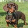 2025 Calendars|Willow Creek 2025 Dachshunds 12" x 12" Monthly Wall Calendar (42663)