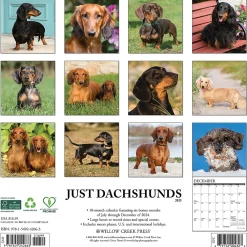 2025 Calendars|Willow Creek 2025 Dachshunds 12" x 12" Monthly Wall Calendar (42663)
