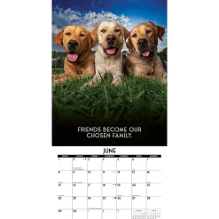 2025 Calendars|Willow Creek 2025 Dog's Life 12