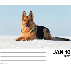 2025 Calendars|Willow Creek 2025 German Shepherds 6