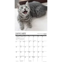 2025 Calendars|Willow Creek 2025 Happy Cats 12