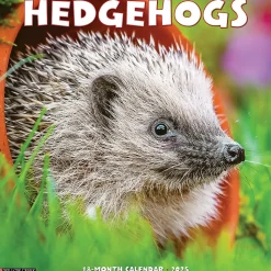 2025 Calendars|Willow Creek 2025 Hedgehogs 12" x 12" Monthly Wall Calendar (43332)
