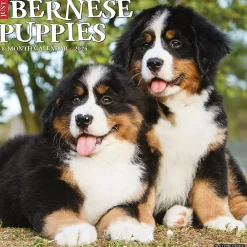 2025 Calendars|Willow Creek 2025 Just Bernese Mountain Puppies 12" x 12" Monthly Wall Calendar (41703)