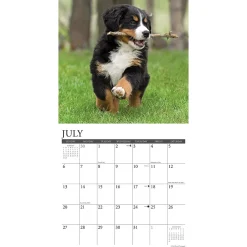 2025 Calendars|Willow Creek 2025 Just Bernese Mountain Puppies 12