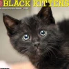 2025 Calendars|Willow Creek 2025 Just Black Kittens 12" x 12" Monthly Wall Calendar, Multicolor (41840)