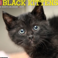 2025 Calendars|Willow Creek 2025 Just Black Kittens 12" x 12" Monthly Wall Calendar, Multicolor (41840)
