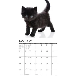 2025 Calendars|Willow Creek 2025 Just Black Kittens 12
