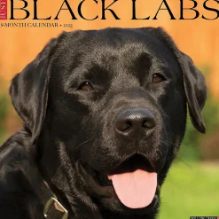 2025 Calendars|Willow Creek 2025 Just Black Labs 12" x 12" Monthly Wall Calendar, Multicolor (41864)