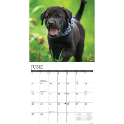 2025 Calendars|Willow Creek 2025 Just Black Lab Puppies 2025 Wall Calendar 12