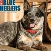 2025 Calendars|Willow Creek 2025 Just Blue Heelers 12" x 12" Monthly Wall Calendar, Multicolor (41888)