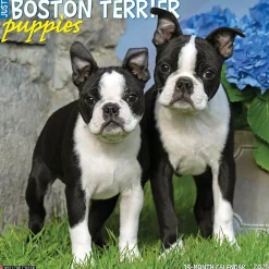 2025 Calendars|Willow Creek 2025 Just Boston Terrier Puppies 12" x 12" Monthly Wall Calendar, Multicolor (41918)
