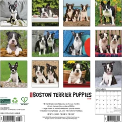 2025 Calendars|Willow Creek 2025 Just Boston Terrier Puppies 12" x 12" Monthly Wall Calendar, Multicolor (41918)