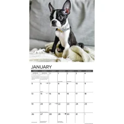2025 Calendars|Willow Creek 2025 Just Boston Terrier Puppies 12