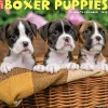 2025 Calendars|Willow Creek 2025 Just Boxer Puppies 12" x 12" Monthly Wall Calendar, Multicolor (41932)