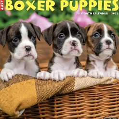 2025 Calendars|Willow Creek 2025 Just Boxer Puppies 12" x 12" Monthly Wall Calendar, Multicolor (41932)
