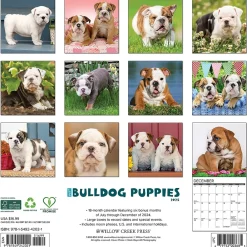 2025 Calendars|Willow Creek 2025 Just Bulldog Puppies 12" x 12" Monthly Wall Calendar, Multicolor (42021)