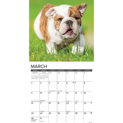 2025 Calendars|Willow Creek 2025 Just Bulldog Puppies 12
