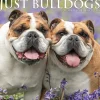 2025 Calendars|Willow Creek 2025 Just Bulldogs 12" x 12" Monthly Wall Calendar (42038)