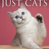 2025 Calendars|Willow Creek 2025 Just Cats 12" x 12" Monthly Wall Calendar (42236)