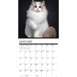 2025 Calendars|Willow Creek 2025 Just Cats 12