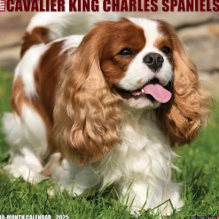 2025 Calendars|Willow Creek 2025 Just Cavalier King Charles Spaniels 12" x 12" Monthly Wall Calendar (42274)