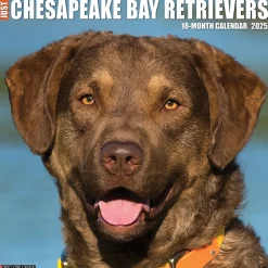 2025 Calendars|Willow Creek 2025 Just Chesapeake Bay Retrievers 12" x 12" Monthly Wall Calendar (42281)