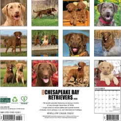 2025 Calendars|Willow Creek 2025 Just Chesapeake Bay Retrievers 12" x 12" Monthly Wall Calendar (42281)