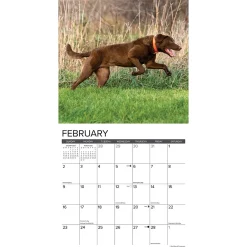2025 Calendars|Willow Creek 2025 Just Chesapeake Bay Retrievers 12