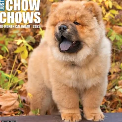 2025 Calendars|Willow Creek 2025 Just Chow Chows 12" x 12" Monthly Wall Calendar (42380)
