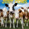 2025 Calendars|Willow Creek 2025 Just Cows 12" x 12" Monthly Wall Calendar (42625)