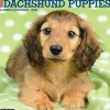 2025 Calendars|Willow Creek 2025 Just Dachshund Puppies 12" x 12" Monthly Wall Calendar (42649)