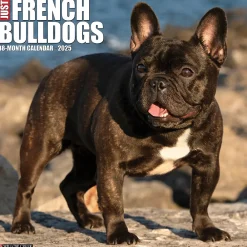 2025 Calendars|Willow Creek 2025 Just French Bulldogs 12" x 12" Monthly Wall Calendar (42953)