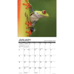 2025 Calendars|Willow Creek 2025 Just Frogs 12