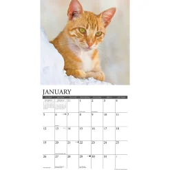 2025 Calendars|Willow Creek 2025 Just Ginger Cats 12