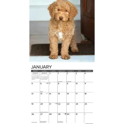 2025 Calendars|Willow Creek 2025 Just Goldendoodles 12