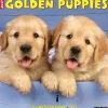 2025 Calendars|Willow Creek 2025 Just Golden Puppies 12" x 12" Monthly Wall Calendar (43097)