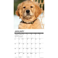 2025 Calendars|Willow Creek 2025 Just Golden Puppies 12