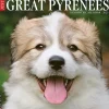 2025 Calendars|Willow Creek 2025 Just Great Pyrenees 12" x 12" Monthly Wall Calendar (43219)