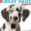 2025 Calendars|Willow Creek 2025 Just Great Dane Puppies 12" x 12" Monthly Wall Calendar (43189)