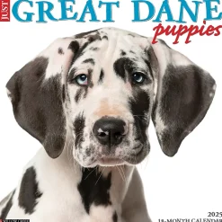 2025 Calendars|Willow Creek 2025 Just Great Dane Puppies 12" x 12" Monthly Wall Calendar (43189)