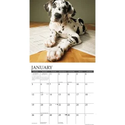 2025 Calendars|Willow Creek 2025 Just Great Dane Puppies 12