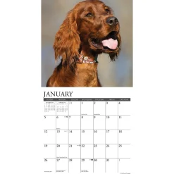 2025 Calendars|Willow Creek 2025 Just Irish Setters 12
