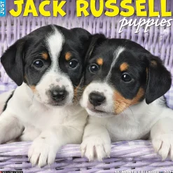 2025 Calendars|Willow Creek 2025 Just Jack Russell Puppies 12" x 12" Monthly Wall Calendar (43547)