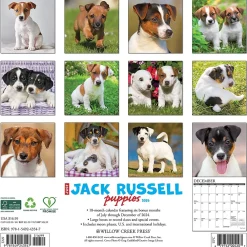 2025 Calendars|Willow Creek 2025 Just Jack Russell Puppies 12" x 12" Monthly Wall Calendar (43547)